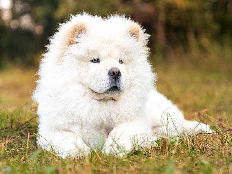 Everything You Wanted To Know About Chow Chow